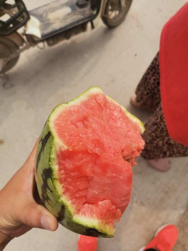 早春红玉西瓜精品小糖丸手撕西瓜商超电商供货代发全国市场