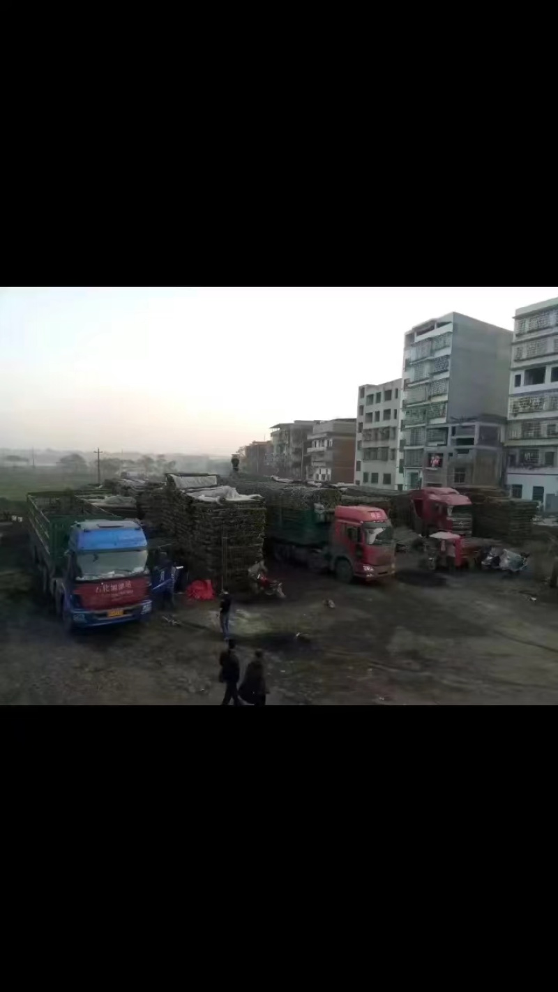 优质竹子，菜架竹，竹竿，金竹，豆角架，冬瓜架，产地批发！