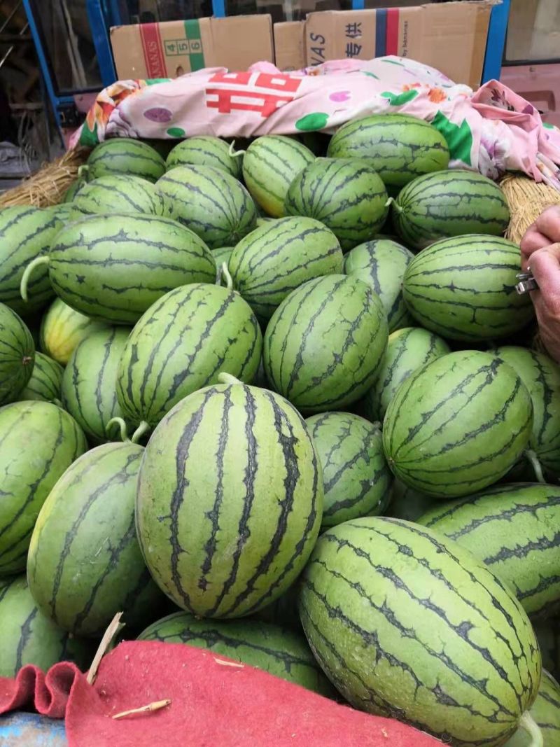 精品全美2k西瓜砀山爬地小糖丸手撕西瓜一手货源全国发