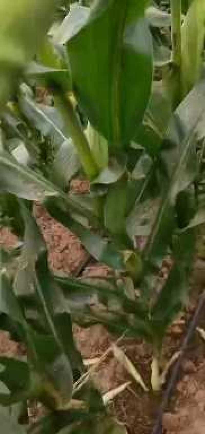 万糯188