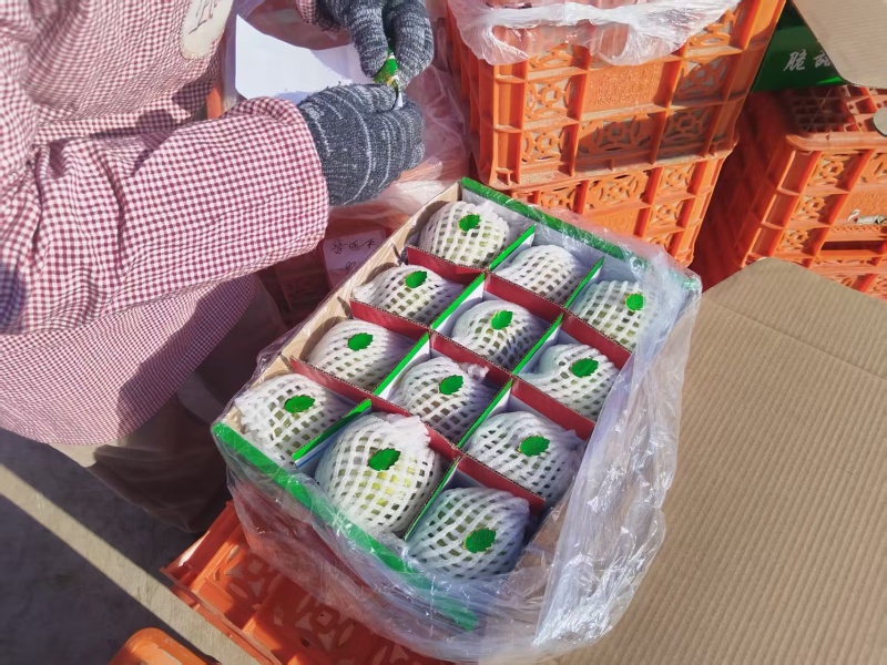 黄陵翡翠梨