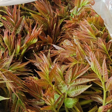 红香椿芽