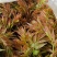 红香椿芽