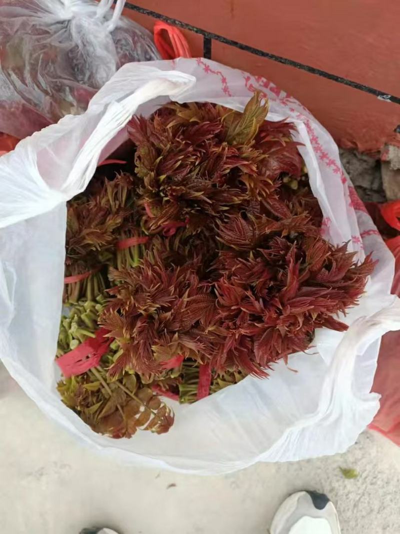 新泰市放城镇马家寨子，露天香椿已上市，需要的联系