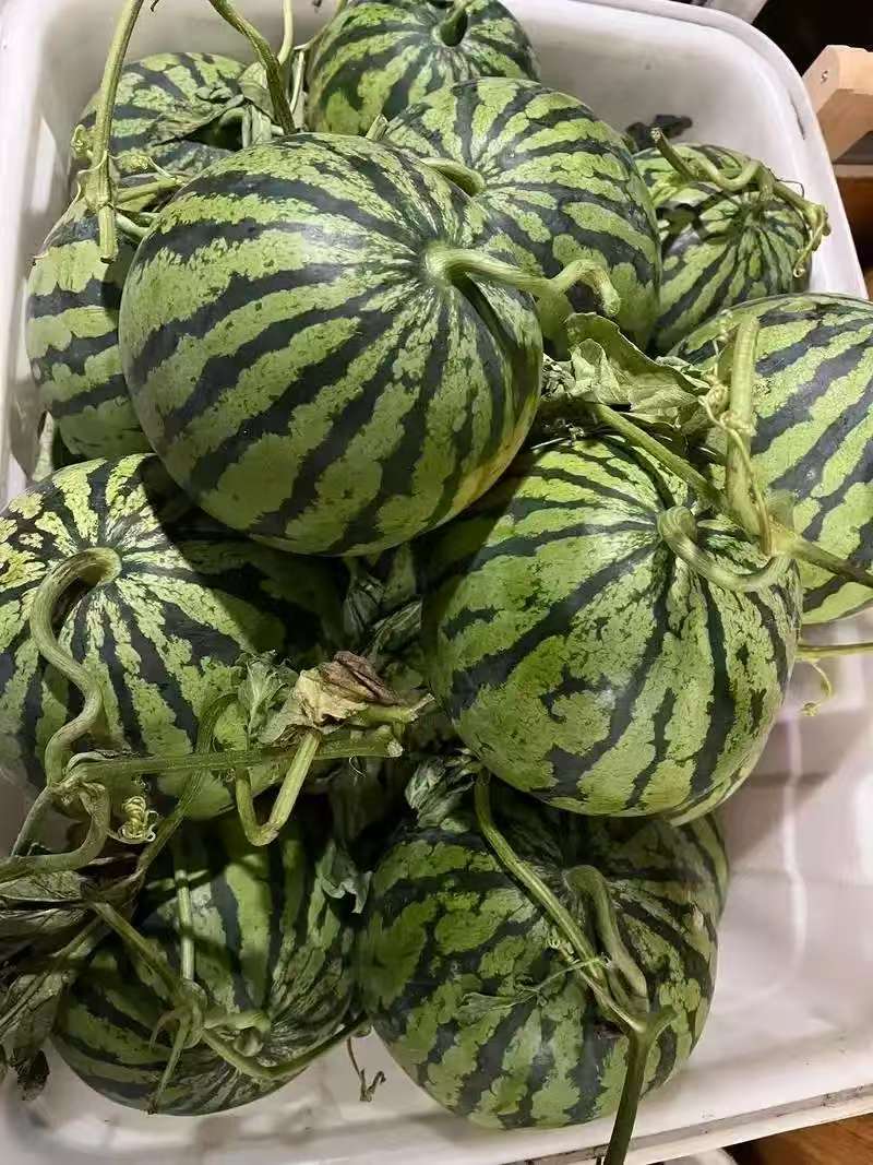 江苏东台美都西瓜整车代收代发(全国电商一件代发)