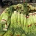 新蒜苔白帽蒜苔产地代收货量大挑选收货