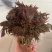 香椿芽