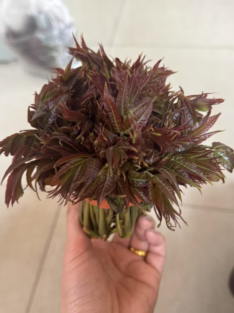 香椿芽