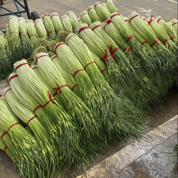 江苏徐州丰县新蒜苔蒜苔白帽蒜苔大量上市