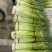 江苏徐州丰县新蒜苔蒜苔白帽蒜苔大量上市