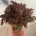 香椿芽
