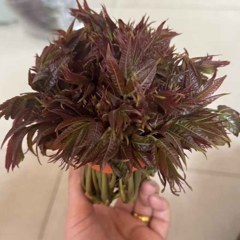 香椿芽