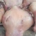 熟公牛头肉厂家直发可凉拌可涮锅