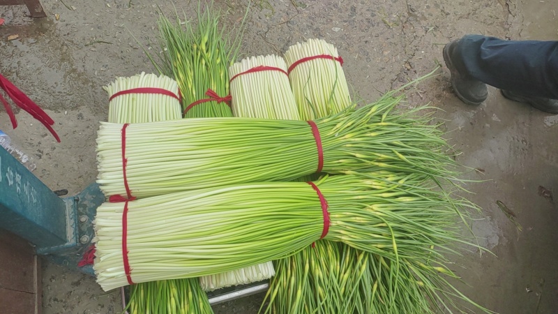 江苏徐州丰县，白帽蒜薹大量上市，供应全国各大市场商超