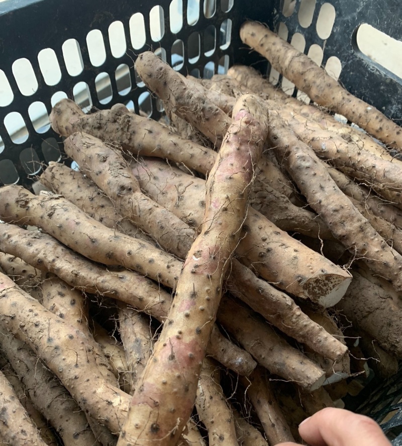 豫地四大怀药之一的怀山药，切片干货，规格1.0到1.6