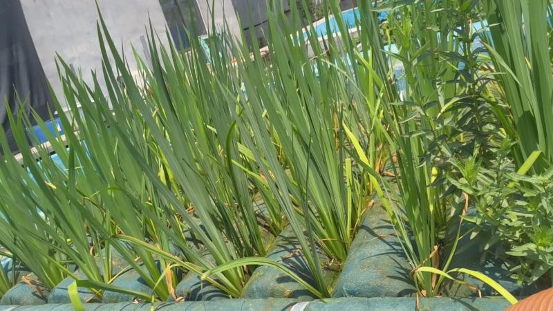 黄菖蒲水生黄花鸢尾鸢尾种苗
