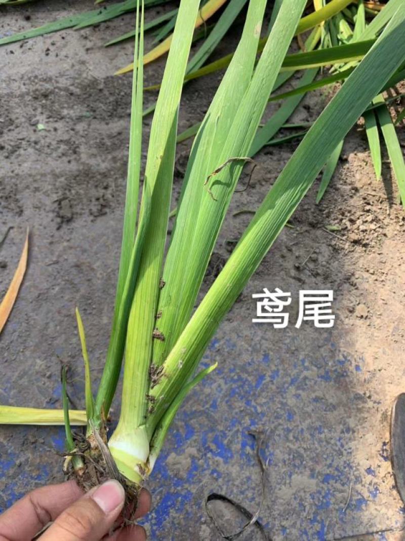 黄菖蒲水生黄花鸢尾鸢尾种苗