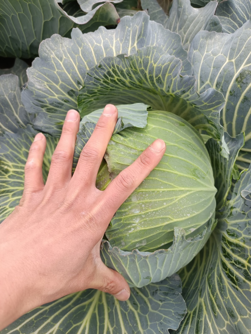 精品包菜/给钱就卖/公益推广/基地直供/品质保证