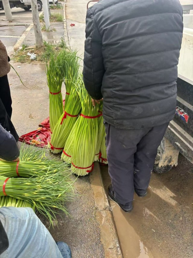 白帽蒜苔上市