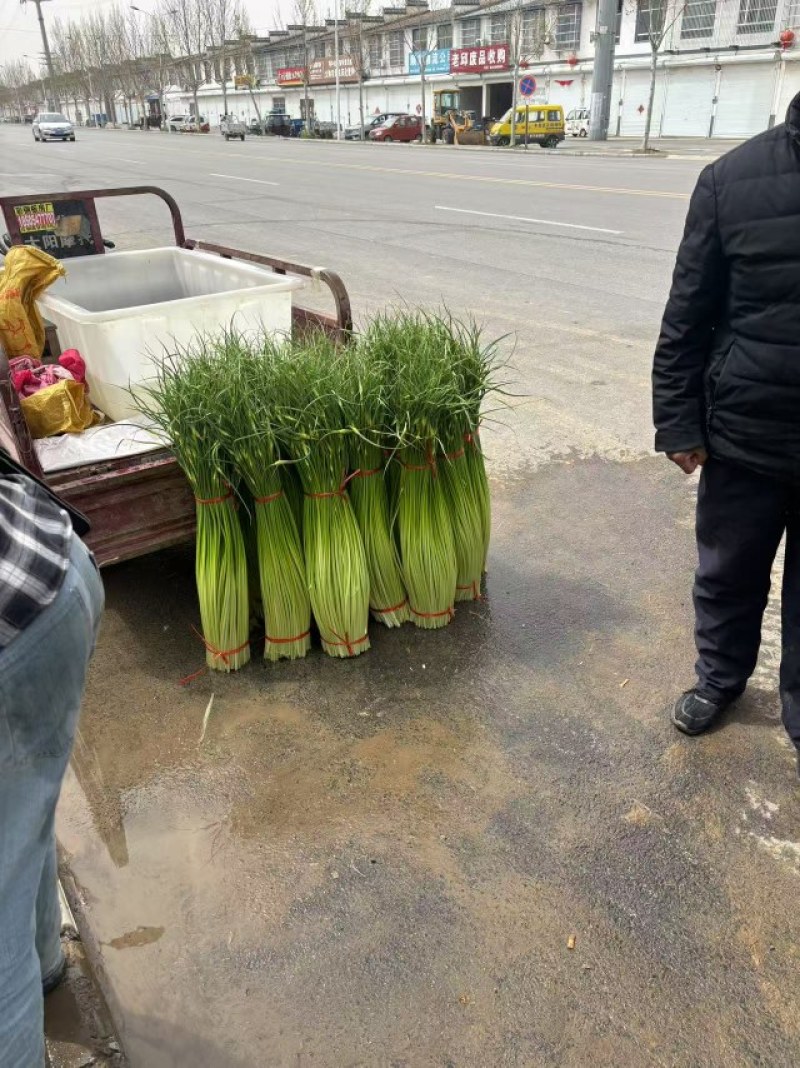 白帽蒜苔上市
