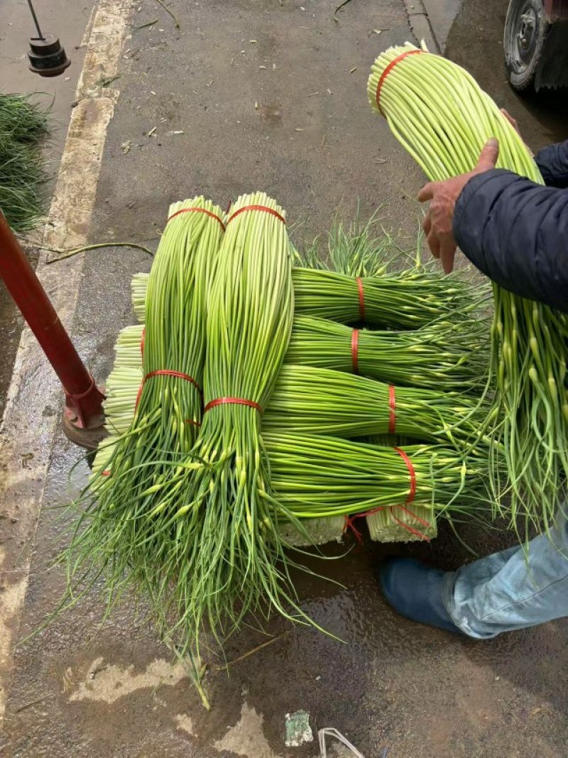 白帽蒜苔上市