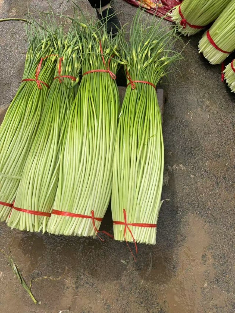 白帽蒜苔上市