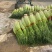 白帽蒜苔上市