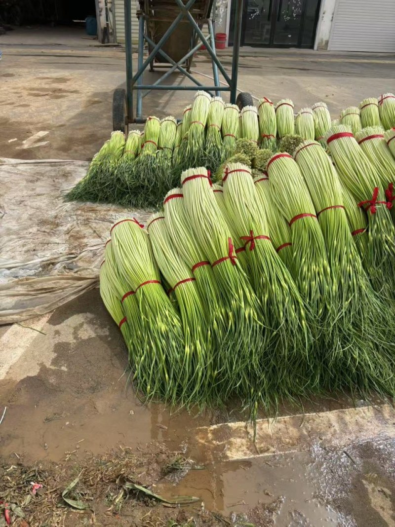 白帽蒜苔上市