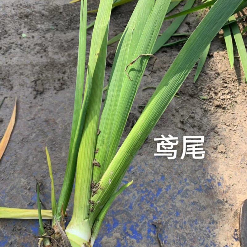 黄菖蒲水生黄花鸢尾鸢尾种苗