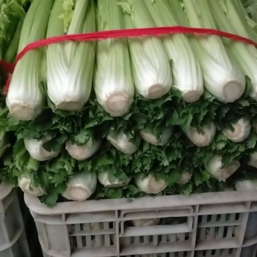 西芹