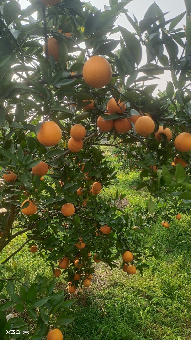 夏橙，口感脆甜爽口，欢迎各位老板前来订货
