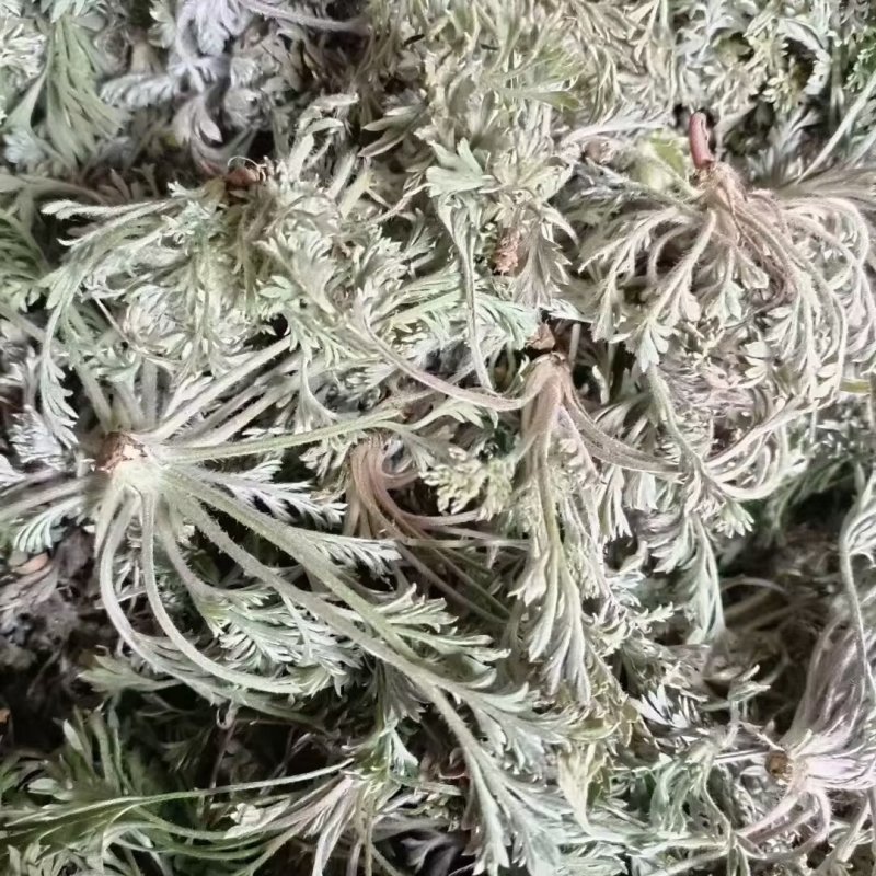新鲜野生茵陈干货湿货