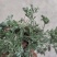 新鲜野生茵陈干货湿货
