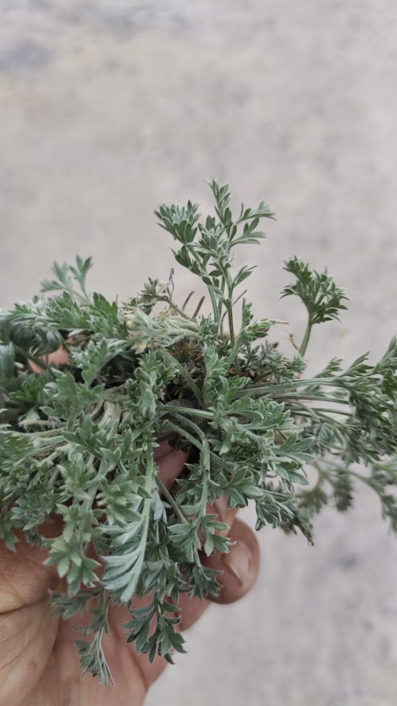 新鲜野生茵陈干货湿货