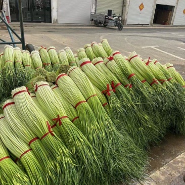 丰县精品蒜苔上市