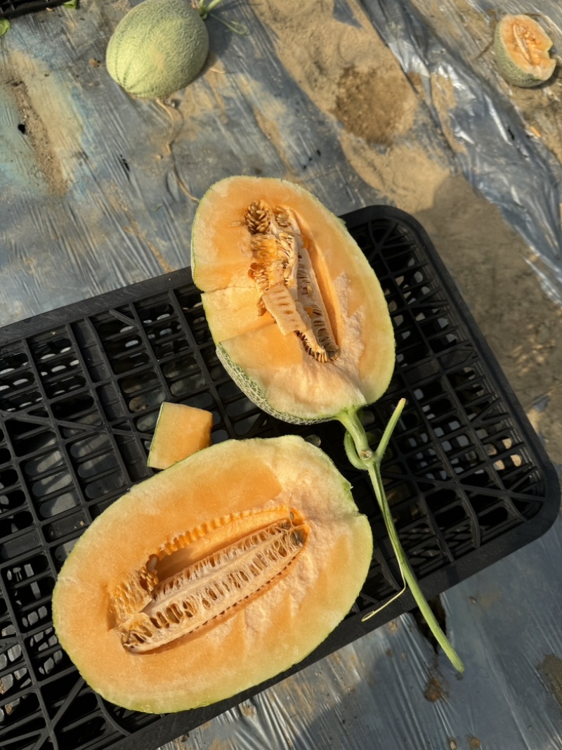 海南精品晓密25号网纹瓜玉菇产地一手货源大量上市