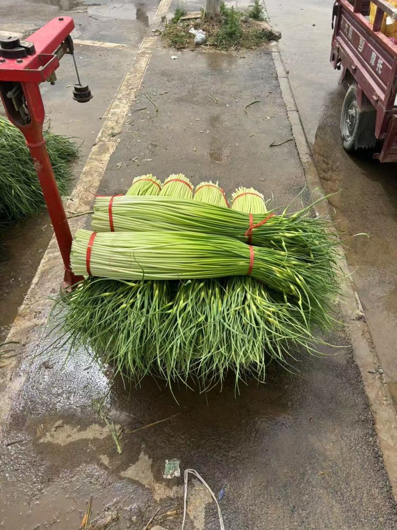 丰县精品蒜苔上市