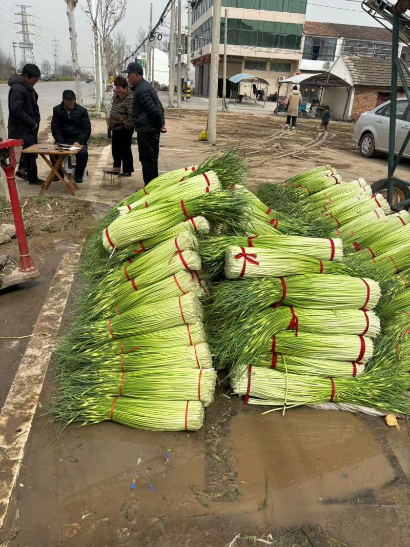 丰县精品蒜苔上市