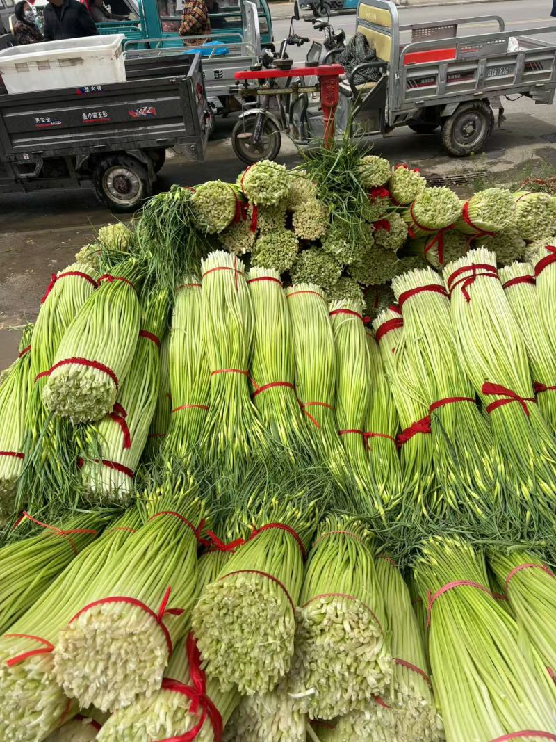 丰县精品蒜苔上市