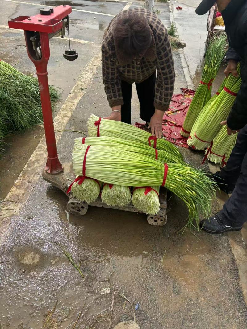 丰县精品蒜苔上市