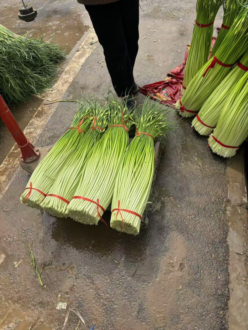丰县精品蒜苔上市