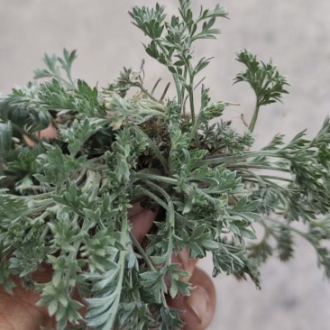 新鲜野生茵陈干货湿货