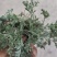 新鲜野生茵陈干货湿货