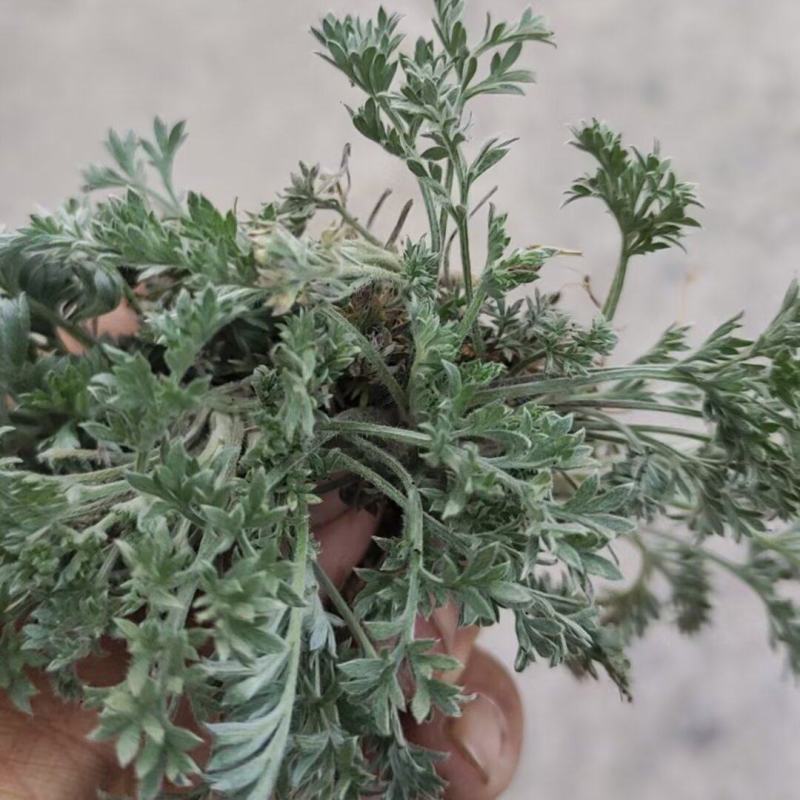 新鲜野生茵陈干货湿货