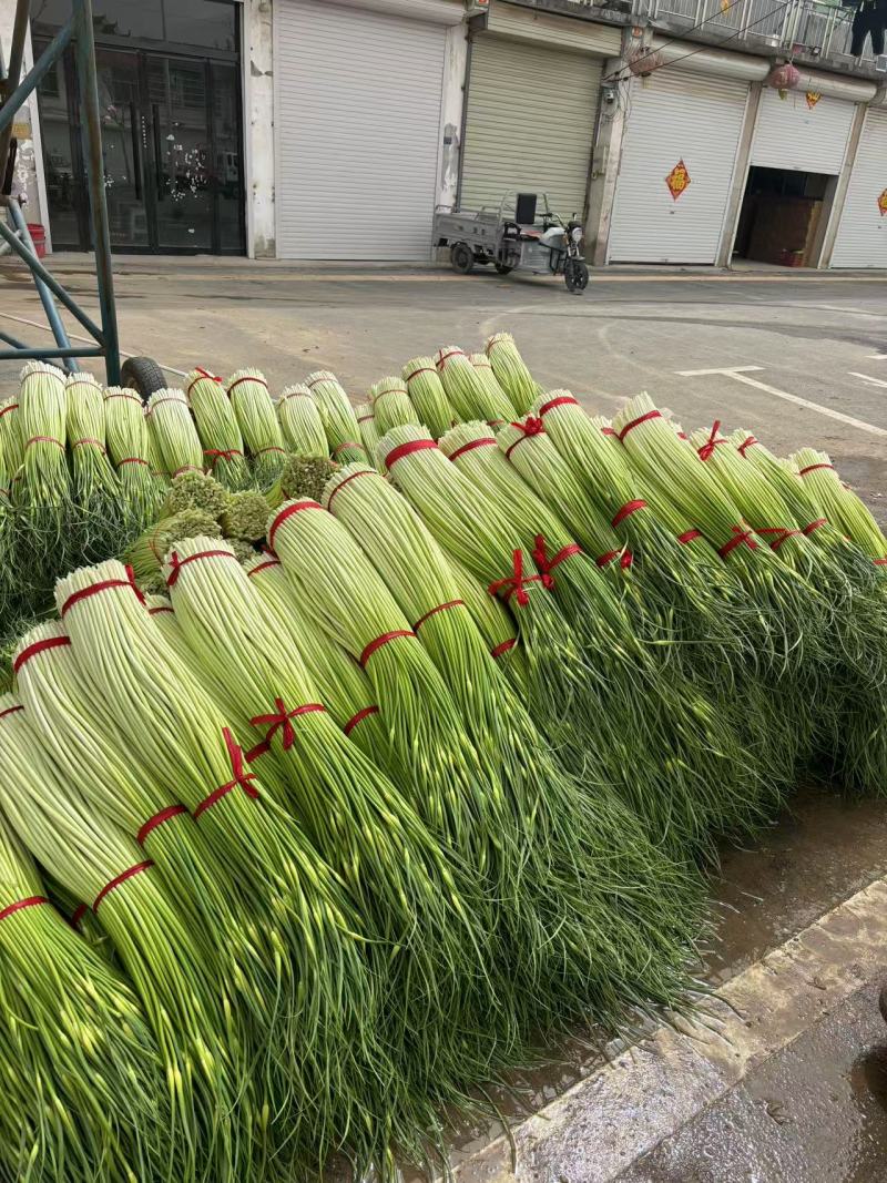 丰县蒜苔上市