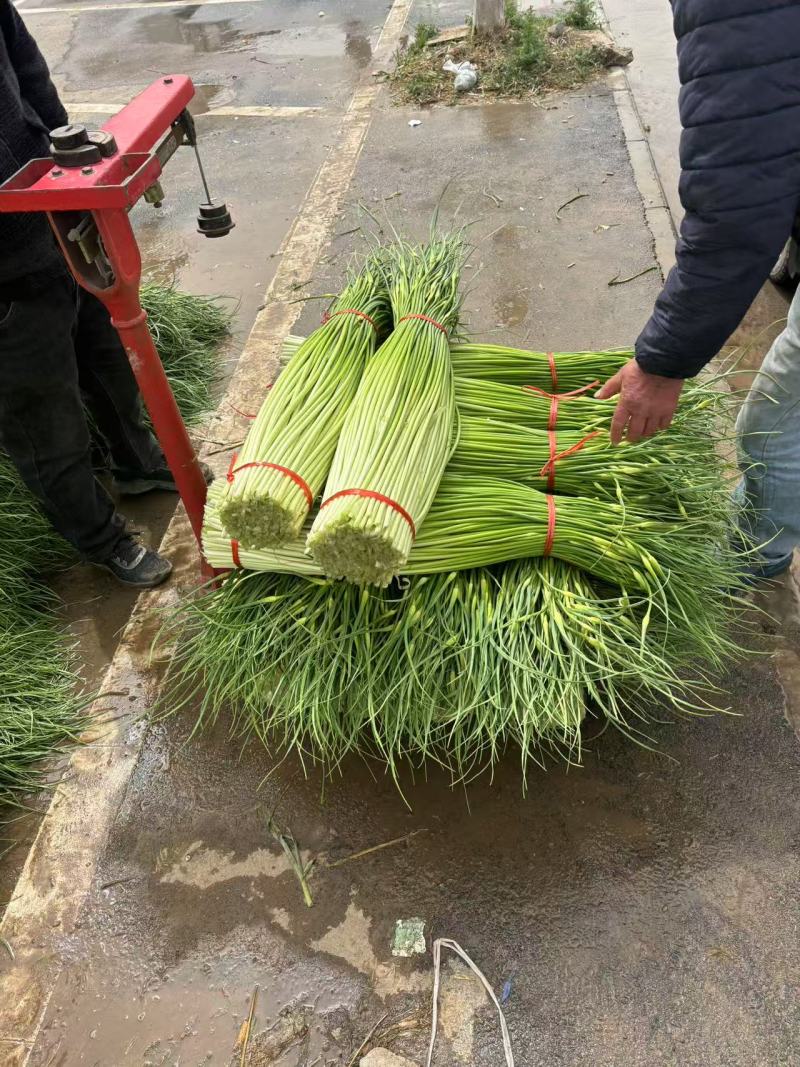 丰县蒜苔上市
