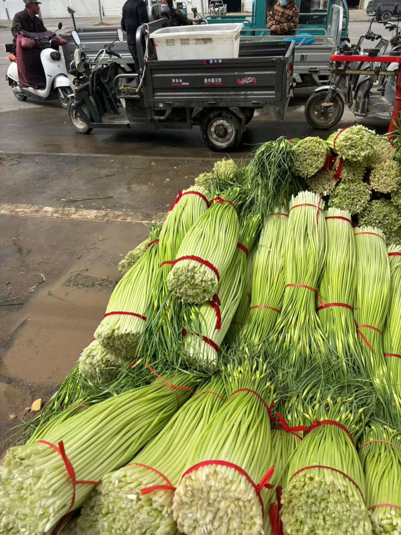 蒜苔大量上市