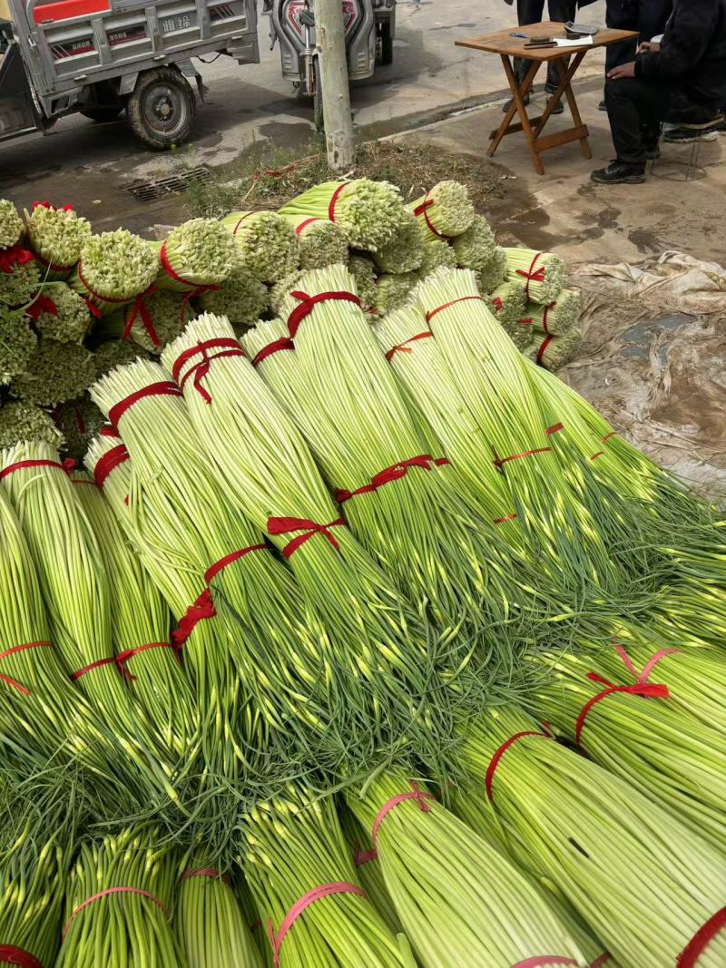 蒜苔大量上市