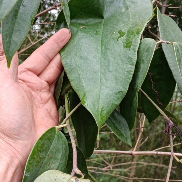 高产土茯苓苗