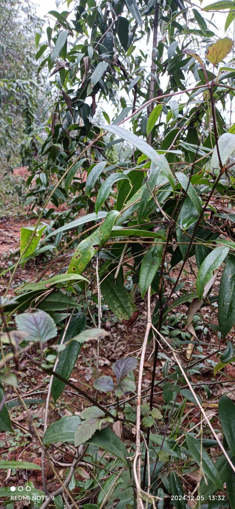 高产土茯苓苗